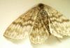 Scopula tessellaria